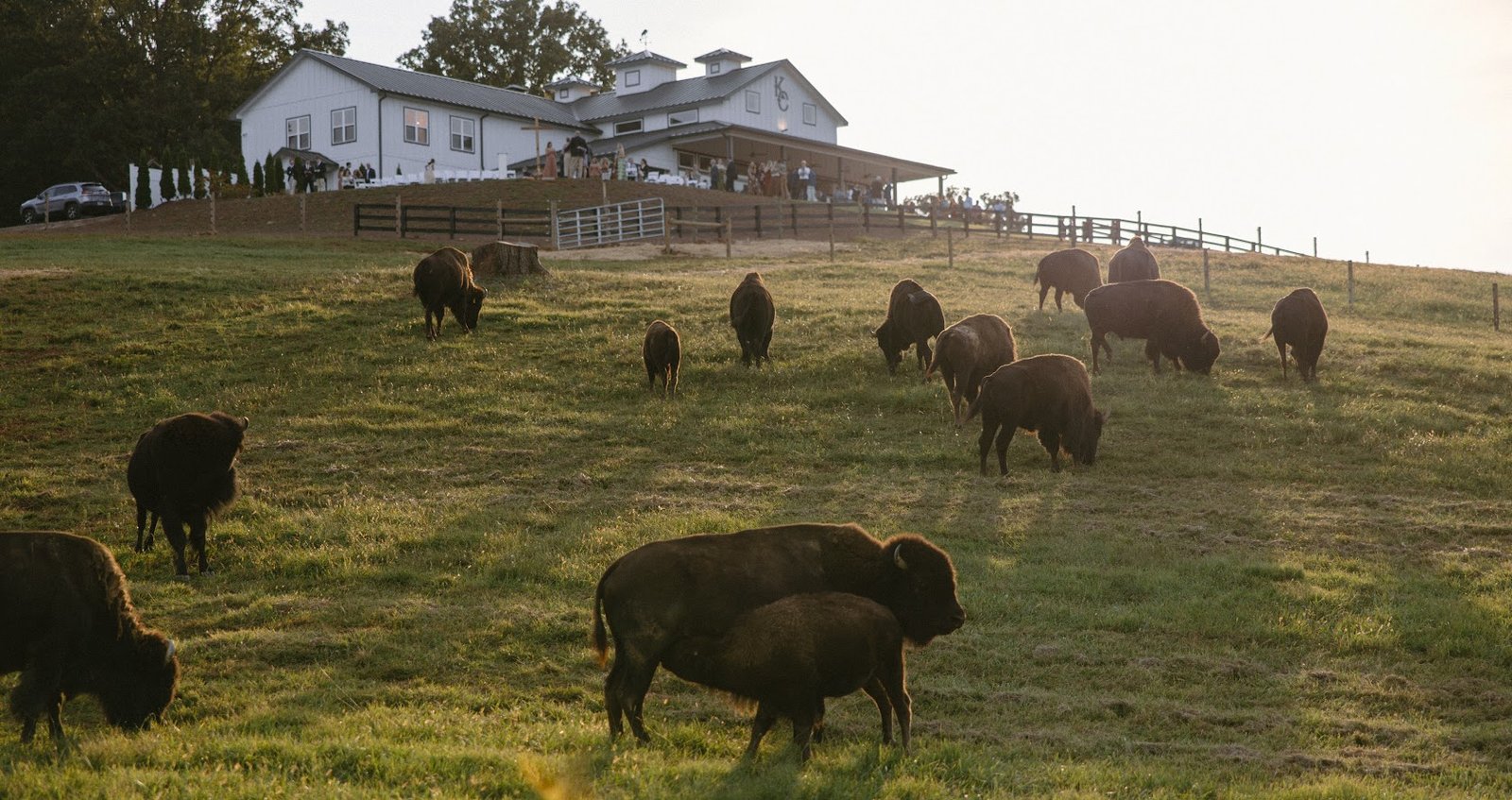 Bison herd grazing in the pasture at KC Bison Ranch with the lodges in the background