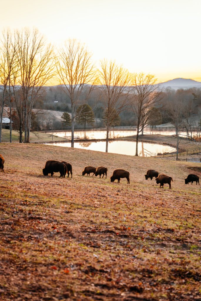 Bison herd grazing in a mountain pasture at KC Bison Ranch in North Georgia